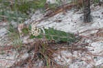 Pinewoods milkweed